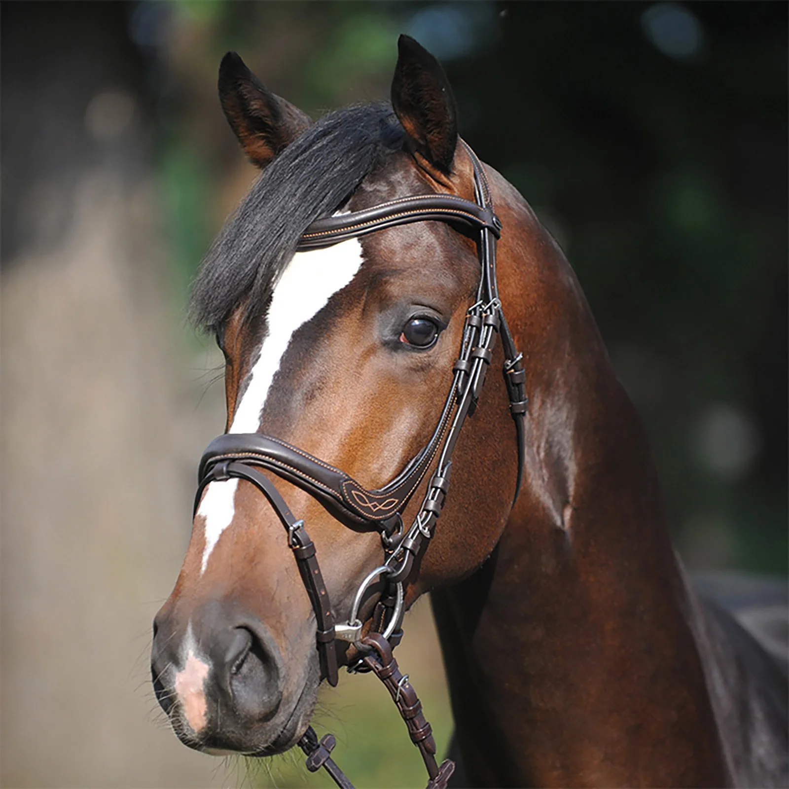 Bridle Ivy, nachrapnik z błyskiem Brown X-Full