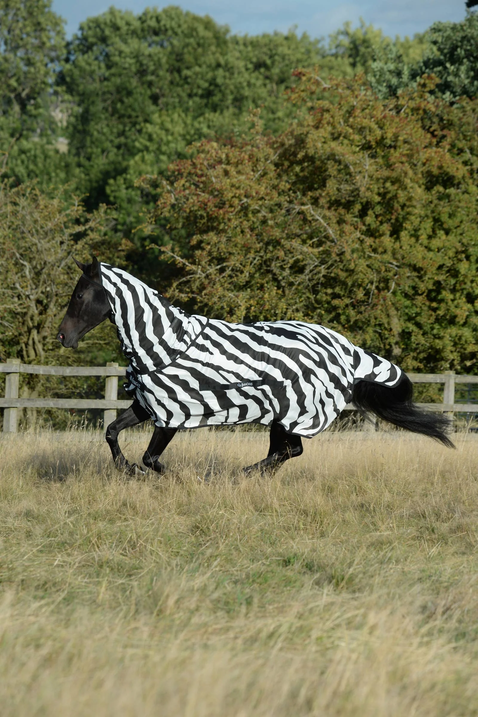 Buzz-Off Zebra Derka przeciw muchom ze stałym kapturem na szyję Black/White 170