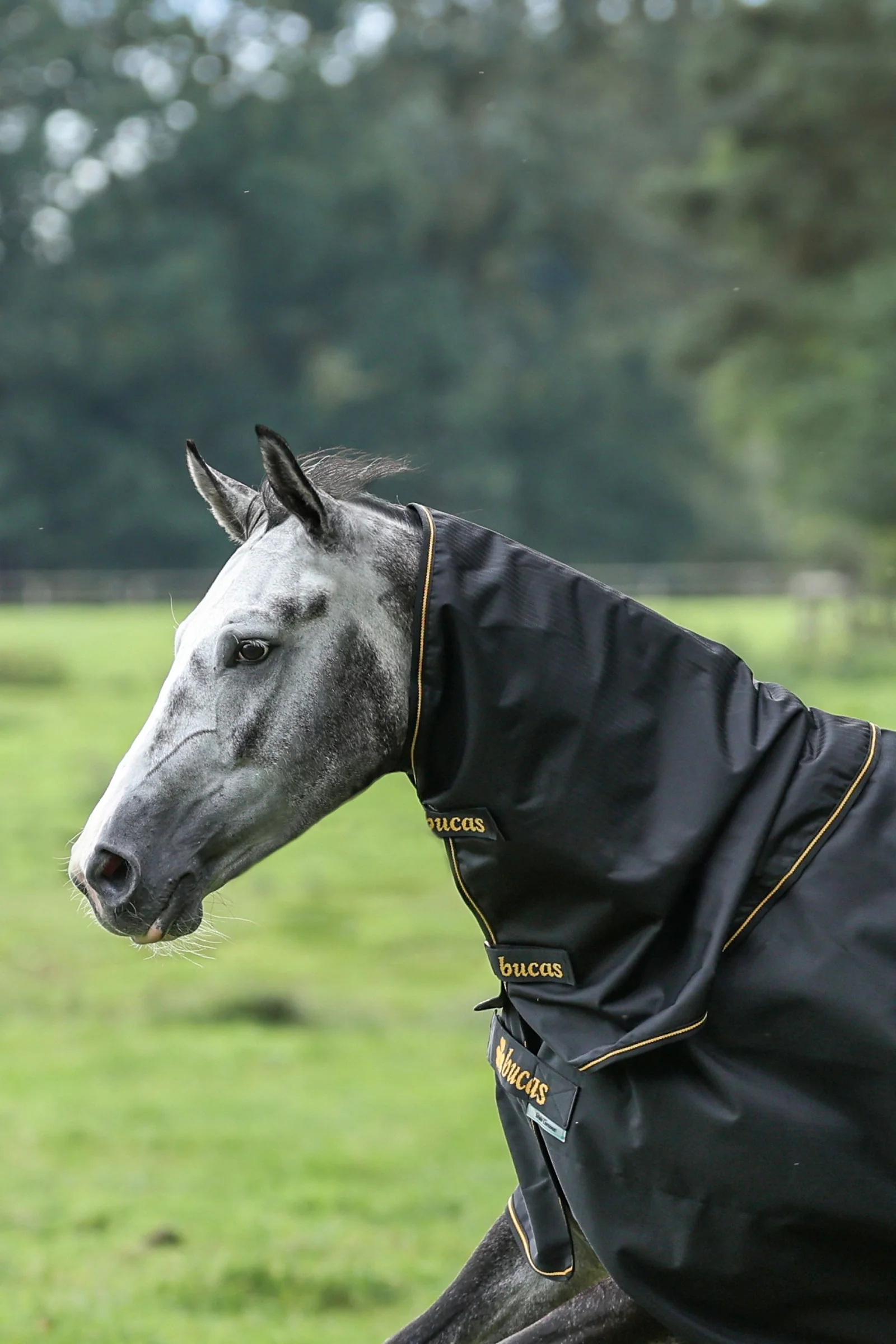 Irish Turnout szyjnik, 0g Black/Gold S